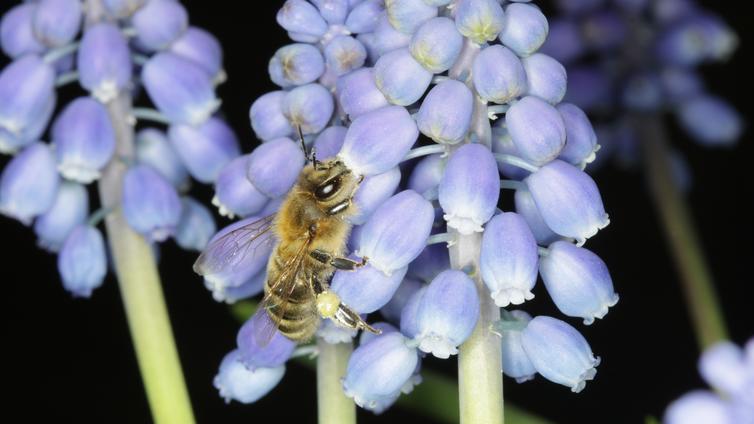 Biene beim Sammeln von Pollen © Hans-Peter Müllner Biene auf einer Traubenhyazinthe