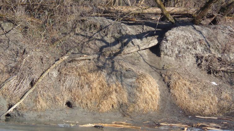Biberspuren am Seitenarm der Donau © Grabner Biberspuren am Seitenarm der Donau