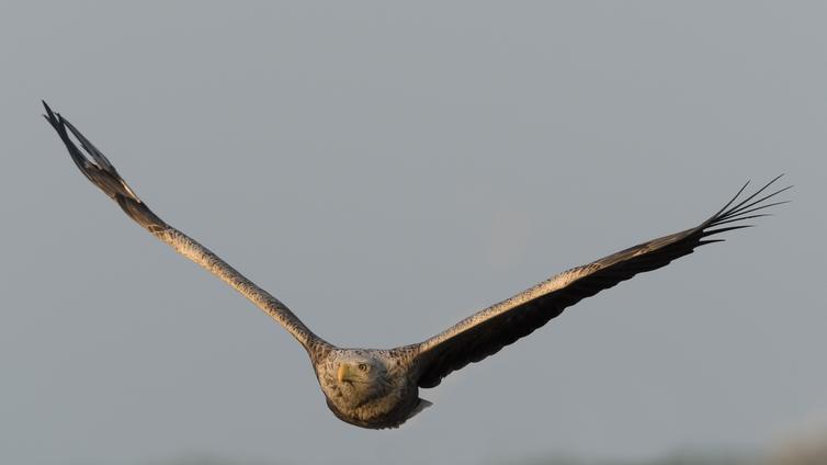 Seeadler im Flug