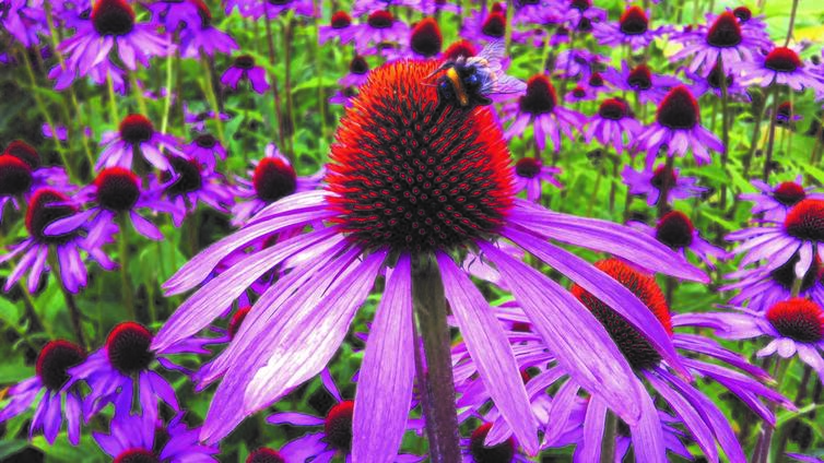 Kräuterseminar Echinacea © picabay Kräuterseminar Echinacea