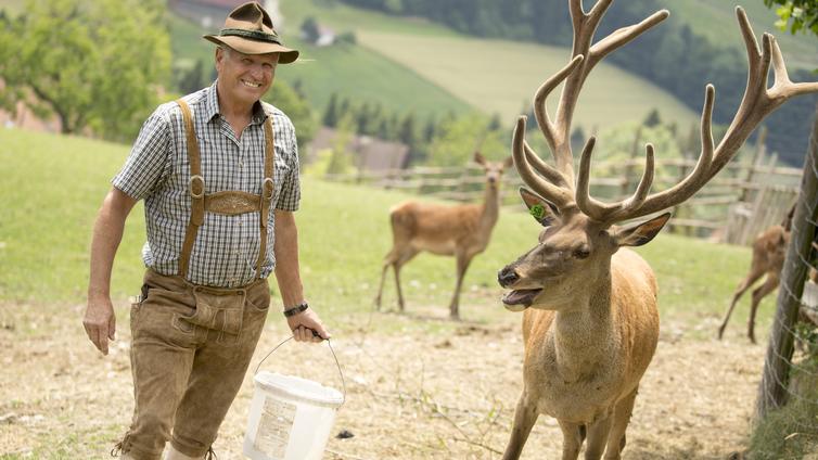 Wildtierfütterung Waldhof Muhr