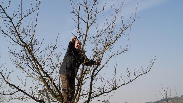 Obstbaumschnitt im Winter © Naturpark Obst-Hügel-Land Schnitt von Obstbäumen im Winter - Praktischer Kurs