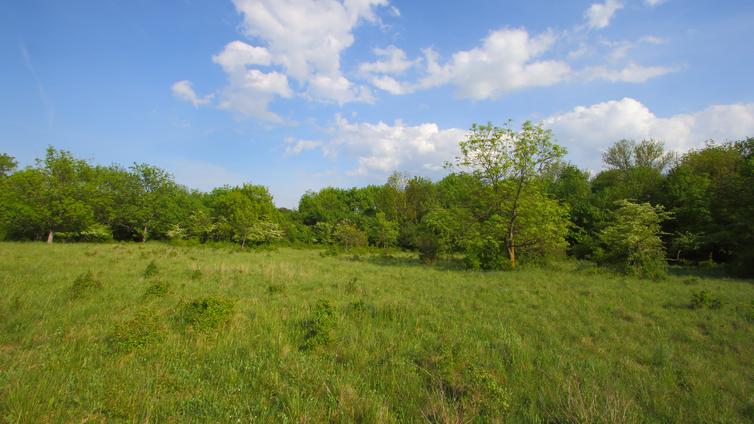 Naturschutz mit Schere, Säge und Balkenmäher - Trockenrasenpflegetag in Oberwaltersdorf © Landschaftspflegeverein Thermenlinie-Wienerwald-Wiener Becken Trockenrasen in Oberwaltersdorf