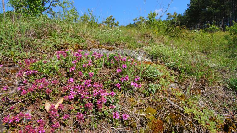 Bunte Trockenrasen am Blumberg