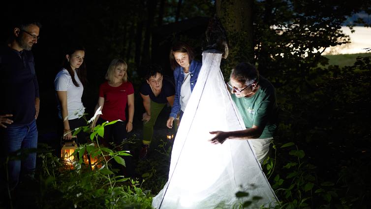 in der Dunkelheit wurde ein Licht-Tipi aufgebaut, welches Insekten anlocken soll