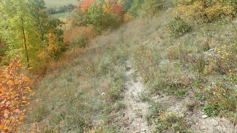 Der Hangtrockenrasen in Leobersdorf im Herbst.