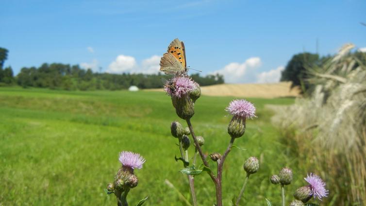 Schmetterling "Kleines Wiesenvögelchen" © DI Daniela Hofinger Schmetterling "Kleines Wiesenvögelchen"