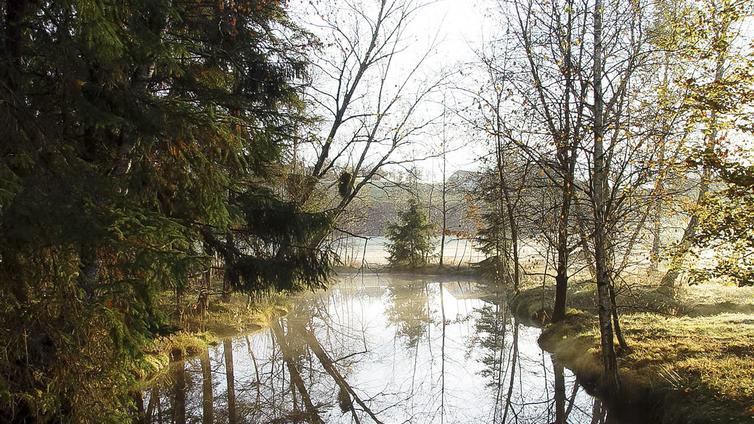 Blick in das nebelumwobene Moor.