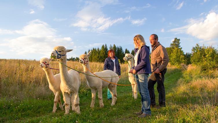 Inkagold im Mühlviertel © NATURSCHAUSPIEL, Tom Stückemann Drei Erwachsene stehen mit vier weißen Alpakas auf einem Weg neben einem Getreidefeld.