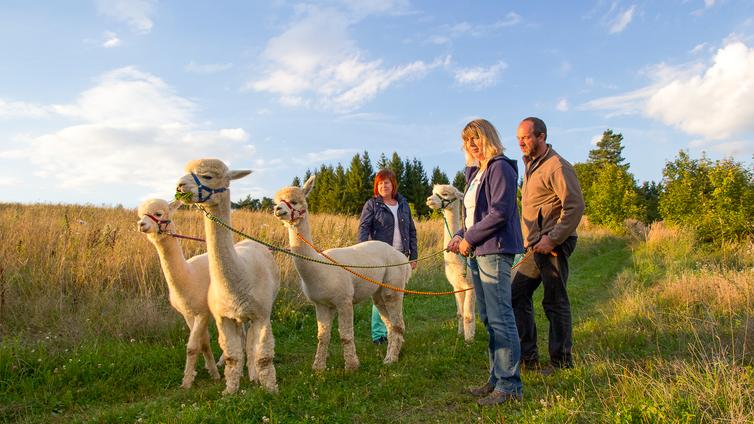 Drei Erwachsene stehen mit vier weißen Alpakas auf einem Weg neben einem Getreidefeld.