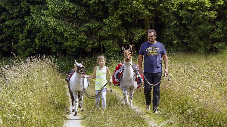Lama-Expedition durch das Mühlviertel © NATURSCHAUSPIEL, Ralf Hübinger Ralf und ein kleines Mädchen gehen mit zwei Lamas auf einem Wiesenweg.