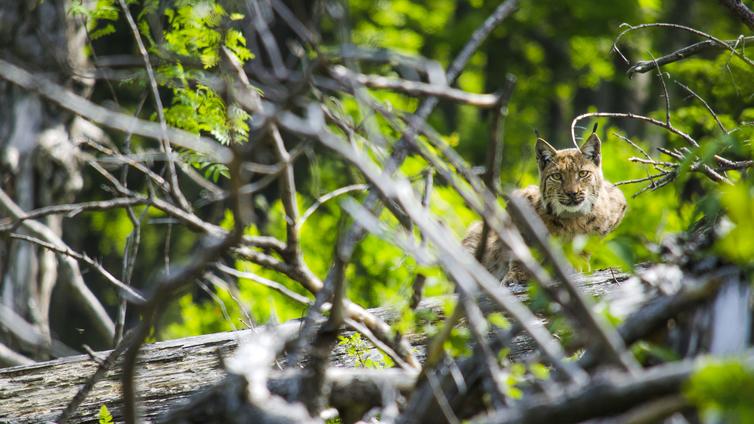 Der Luchs lauert versteckt hinter Totholz und Gebüsch.