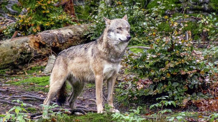 Ein Wolf blickt wachsam und horcht mit gespitzten Ohren nach Geräuschen.