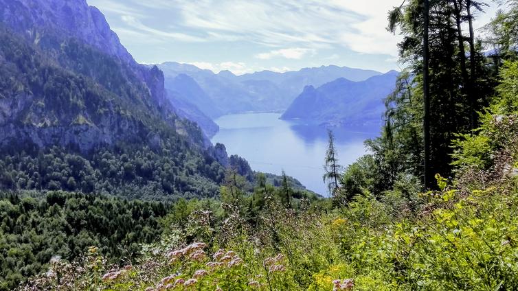 Blick vom Wanderweg auf dem Grünberg über den Traunsee.