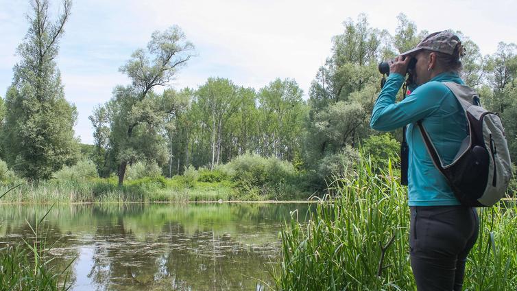 Eine Teilnehmerin beobachtet Tiere mit einem Fernglas, dicht am Wasser, mitten in der Au.