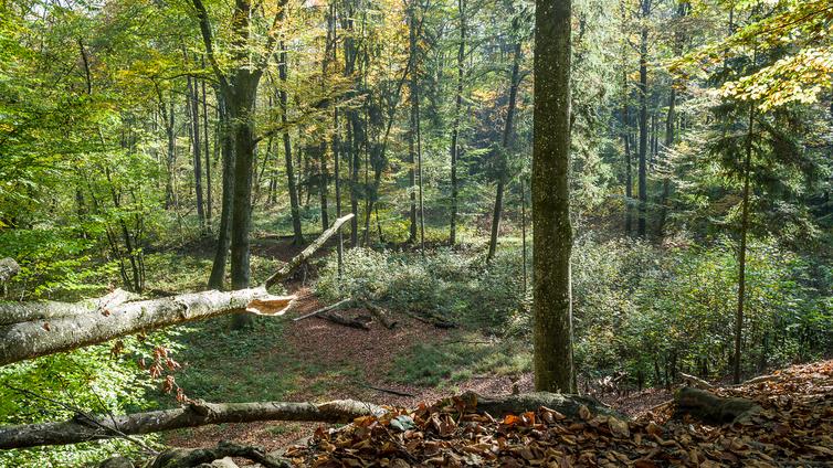 Blick in den naturnahen Wald, in dem Totholz liegt.