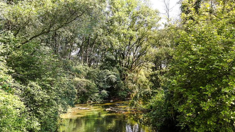 Ein Blick in den grünen, von Wasser durchfluteten Linzer Dschungel in den Traun-Donau-Auen.