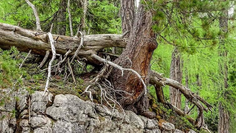 Der Lärchen-Zirbenurwald im Sommer © NATURSCHAUSPIEL, Martha Rieß Knorrige, alte Stämme stehen im Lärchen-Zirbenurwald auf kargen Felsen.