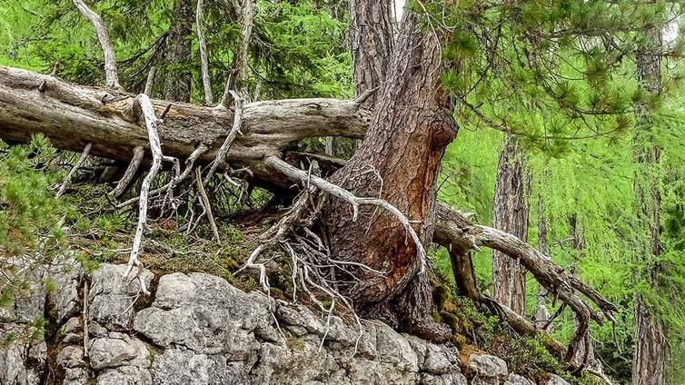 Knorrige, alte Stämme stehen im Lärchen-Zirbenurwald auf kargen Felsen.