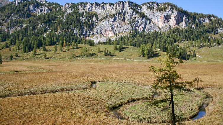 Blick auf die Moorlandschaft des Warschenecks. Im Vordergrund eine Lärche, dahinter der Lärchen-Zirbenurwald und Felsen.