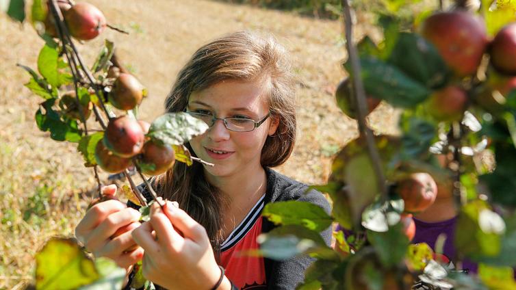 Expedition Streuobstwiese - Herbst © NATURSCHAUSPIEL, Thomas Reibnegger Ein Mädchen betrachtet Äpfel, die auf Ästen hängen.