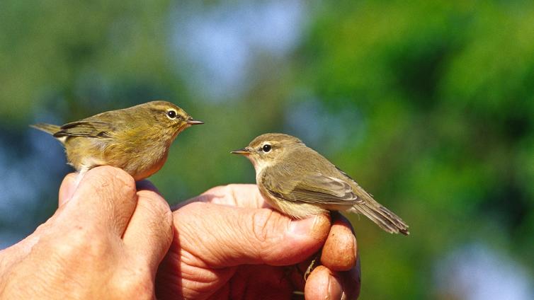 Zwei kleine Vögel in der Hand des Ornithologen.