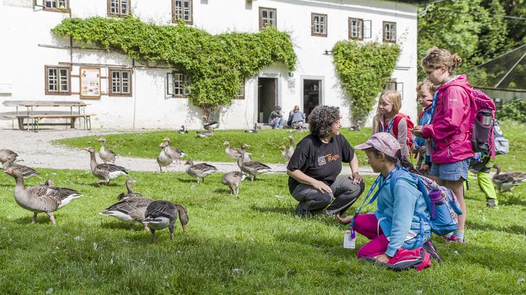 Flattern und schnattern im Almtal - Auf den Spuren von Konrad Lorenz © NATURSCHAUSPIEL, Thomas Reibnegger Kinder betrachten fasziniert die Graugänse vor der Konrad Lorenz Forschungsstelle.