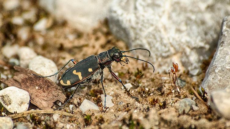 Ein schwarz-gelb gefleckter Käfer krabbelt über den steinigen Boden.