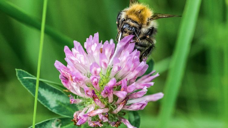 Eine Wildbiene saugt Nektar aus einer Kleeblüte.