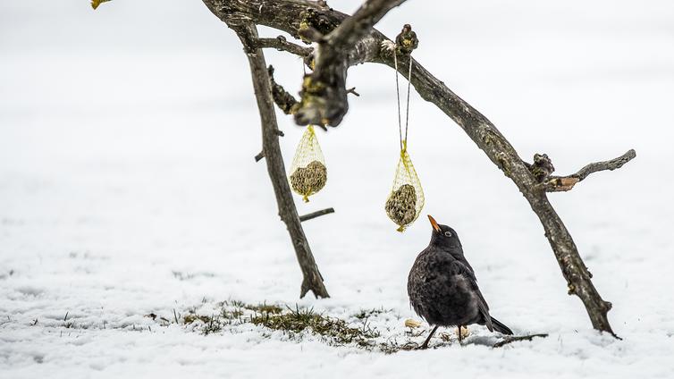 Eine Amsel pickt Futter aus einem Meisenknödel, der auf einem Ast hängt.