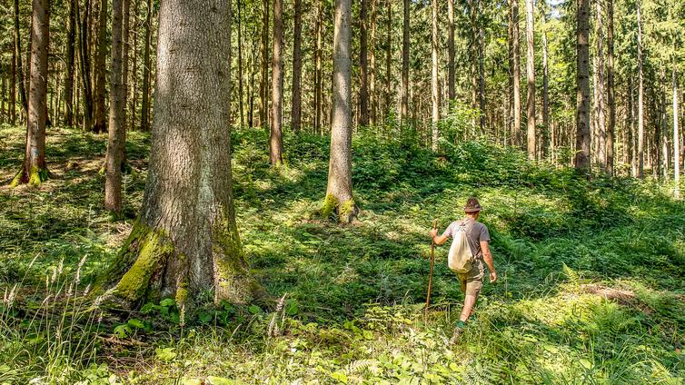 Der Förster geht durch den Wald. In der Hand hält er einen Gehstock.