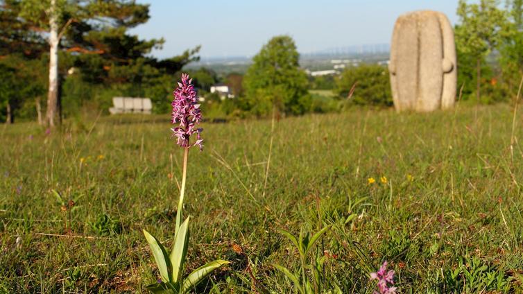 Helm-Knabenkraut (Orchis militaris) © Alexander Mrkvicka Helm-Knabenkraut (Orchis militaris)