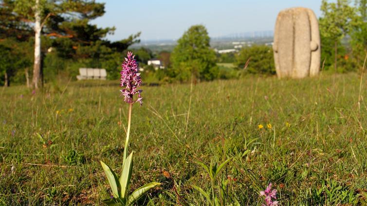 Helm-Knabenkraut (Orchis militaris) 