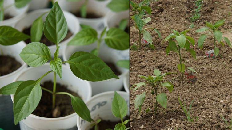 Jungpflanzen setzen © Katharina Sandler Chili und Paprika Pflanzen