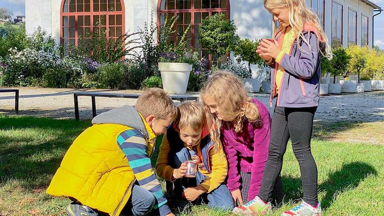 Vier Kinder betrachten Insekten in Becherlupen.