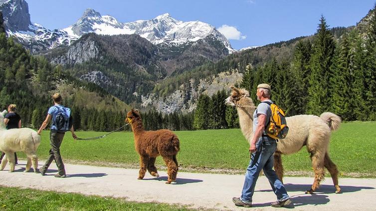 Eine Gruppe von drei Personen wandert mit Lamas und Alpakas am Fuße des Großen Priel