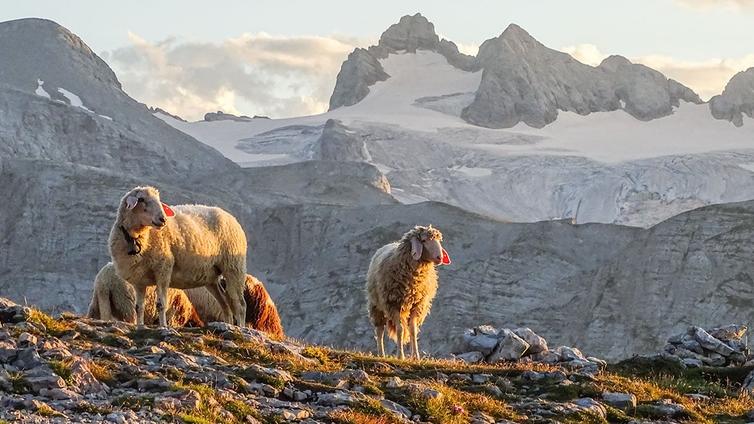 Vier Schafe, im Hintergrund der Gletscher und Gipfel des Dachsteins.