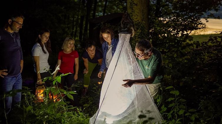 Die Natur der Nacht im Naturpark Attersee-Traunsee © NATURSCHAUSPIEL, Daniela Stockinger Die Teilnehmer der Tour betrachten Insekten, die sich in einem Fangnetz befinden, das beleuchtet ist.