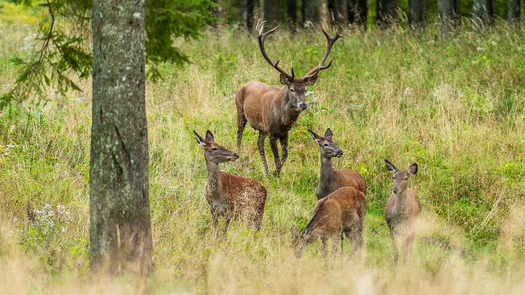 Ein stattlicher Hirsch mit vier Hirschkühen auf einer Waldlichtung.