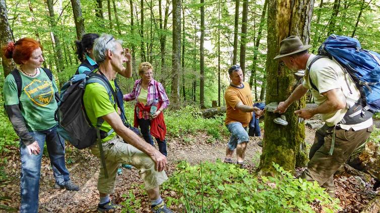 Eine Gruppe von Besuchern betrachtet gemeinsam mit dem Ranger einen Buchenstamm.