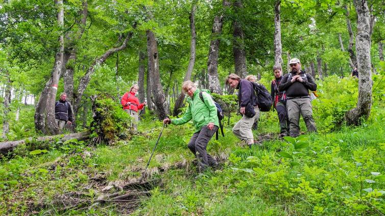 Eine Gruppe von Erwachsenen geht einen Abhang im Buchenwald hinab.