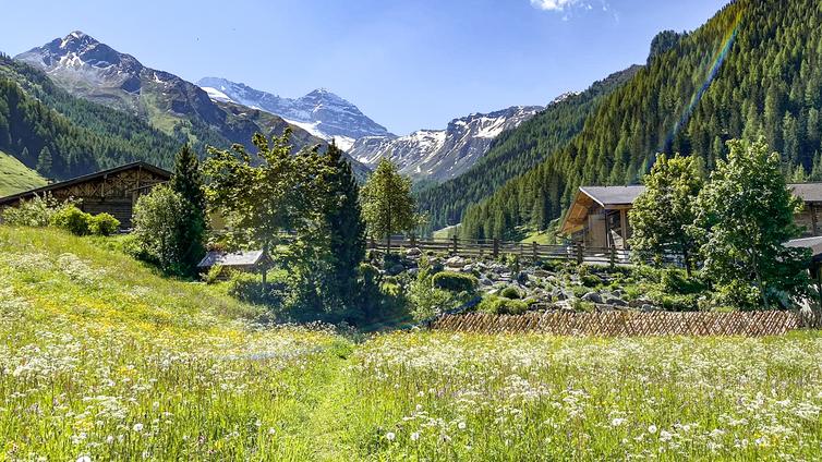 Alpenblumengarten in Schmirn