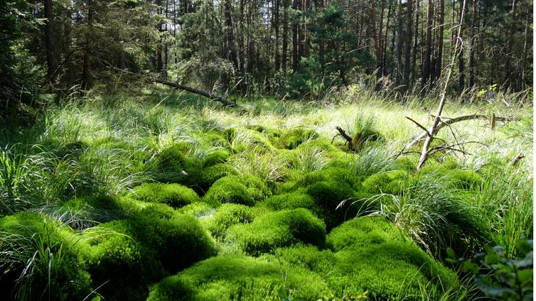 Moosbulte im Moorwald