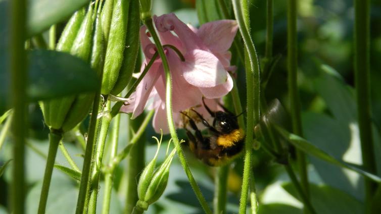 © V. Konrath Biene auf Blüte