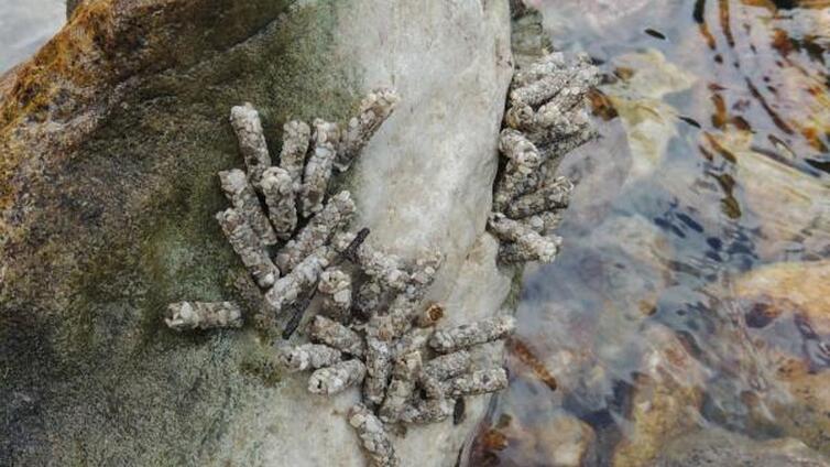 Köcherfliegenlarven auf Stein im Wasser