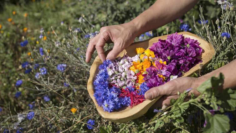 Kräuter und Blumen