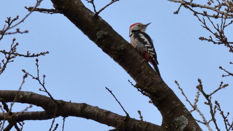 Spechte im Wienerwald © no_reuse_Spechte im Wienerwald_ÖBf_Gernot Waiss Buntspecht