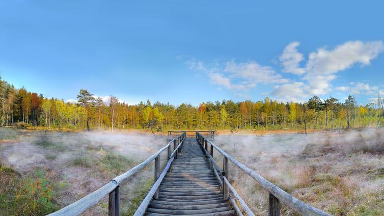 Prügelsteg im Naturpark Heidenreichsteiner Moor