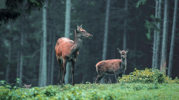 Eine Hirschkuh steht mit ihrem Kalb auf einer Lichtung im Wald.