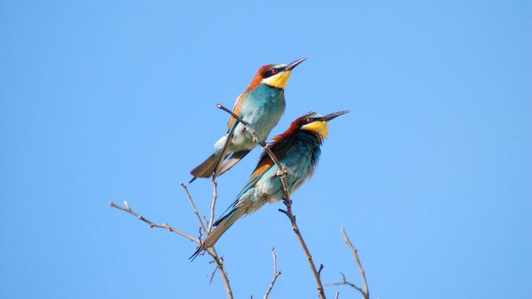 Die bunte Vogelwelt